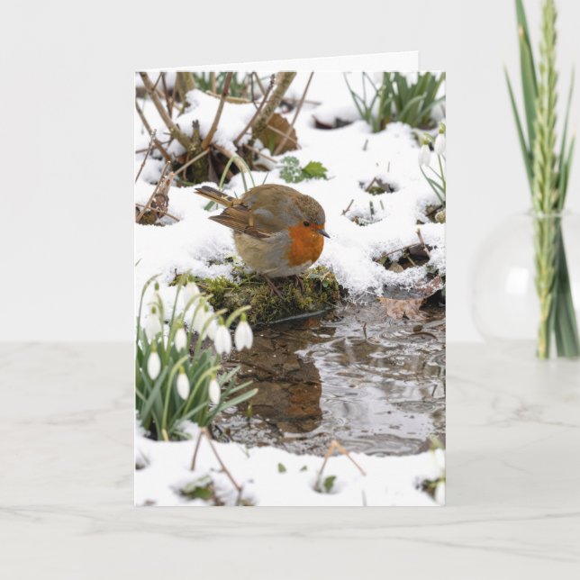 Birthday Robin Staring at its Reflection in Puddle Karte (Vorderseite)