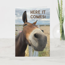 Birthday Smile Funny Mule Animal Card Real Echten