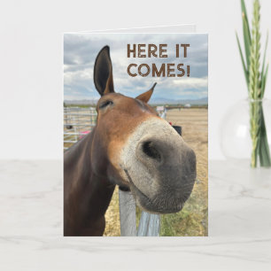 Birthday Smile Funny Mule Animal Card Real Echten  Dankeskarte