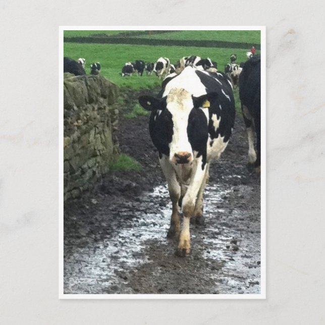 'Bis die Kühe kommen Zuhause Postkarte (Vorderseite)