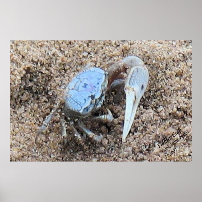 Bis Nah und dreckig! ! Fiddler Crab Poster (Vorne)