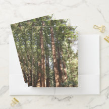 Bis Redwoods II im Muir Woods National Monument