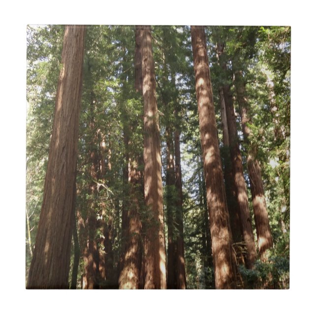 Bis Redwoods II im Muir Woods National Monument Fliese (Vorderseite)