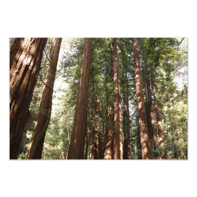Bis Redwoods II im Muir Woods National Monument Fotodruck (Vorne)