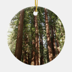 Bis Redwoods II im Muir Woods National Monument Keramikornament