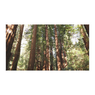 Bis Redwoods II im Muir Woods National Monument Leinwanddruck