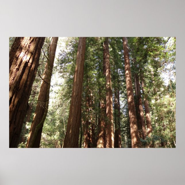 Bis Redwoods II im Muir Woods National Monument Poster (Vorne)