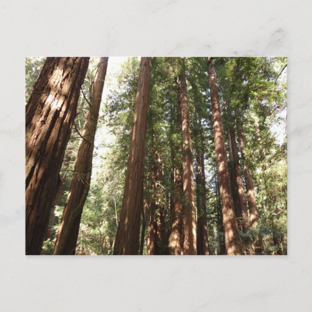 Bis Redwoods II im Muir Woods National Monument Postkarte (Vorderseite)