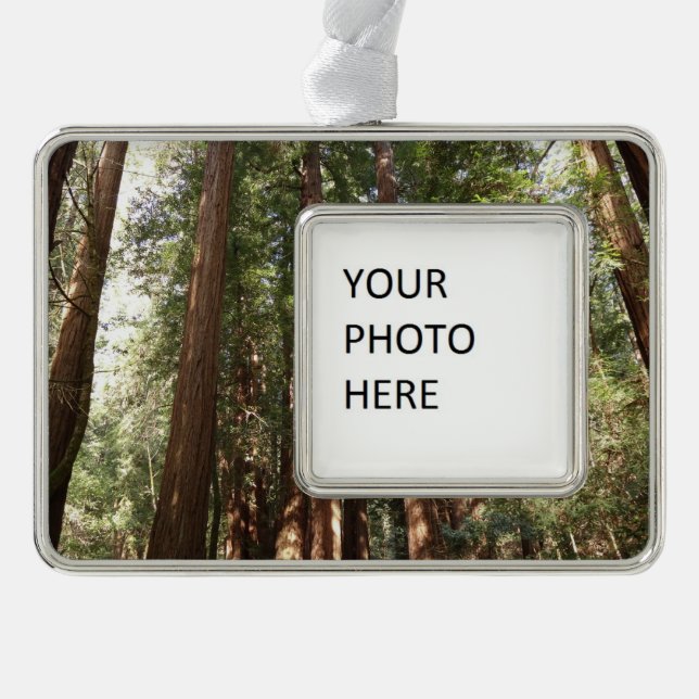 Bis Redwoods II im Muir Woods National Monument Rahmen-Ornament Silber (Vorderseite)