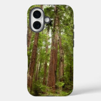 Bis zu Redwoods I im Muir Woods National Monument
