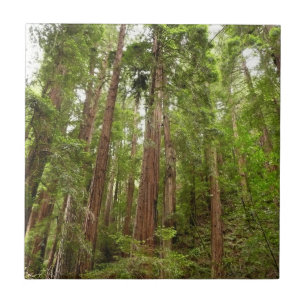 Bis zu Redwoods I im Muir Woods National Monument Fliese