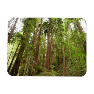 Bis zu Redwoods I im Muir Woods National Monument Magnet
