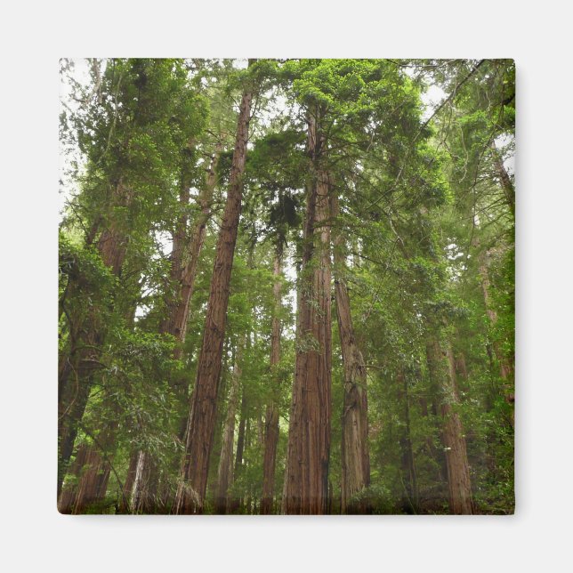 Bis zu Redwoods I im Muir Woods National Monument Magnet (Vorne)