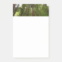 Bis zu Redwoods I im Muir Woods National Monument