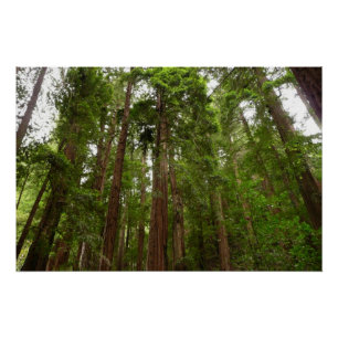 Bis zu Redwoods I im Muir Woods National Monument Poster