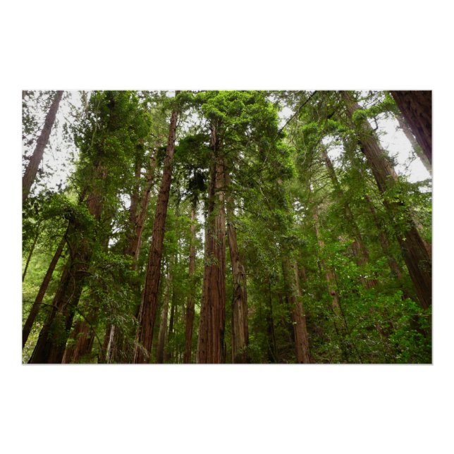 Bis zu Redwoods I im Muir Woods National Monument Poster (Vorderseite)