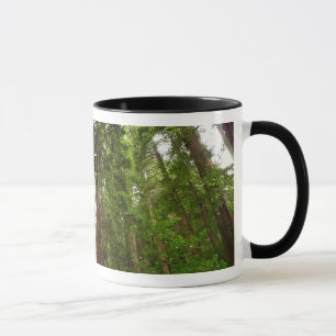 Bis zu Redwoods I im Muir Woods National Monument Tasse