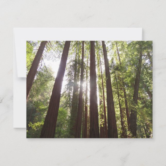 Bis zum Redwoods am Morgen (Vorderseite)