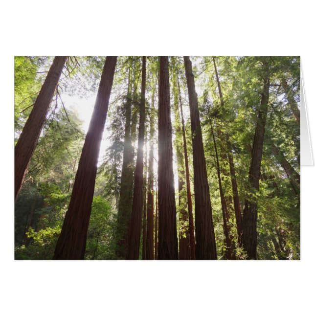 Bis zum Redwoods am Morgen (Vorderseite (Horizontal))
