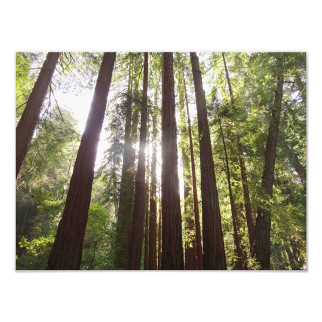 Bis zum Redwoods am Morgen Fotodruck (Vorne)