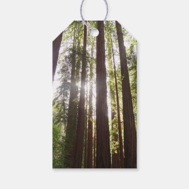 Bis zum Redwoods am Morgen Geschenkanhänger (Vorderseite)