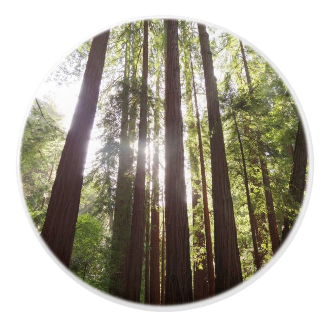 Bis zum Redwoods am Morgen Keramikknauf (Vorderseite)