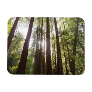 Bis zum Redwoods am Morgen Magnet