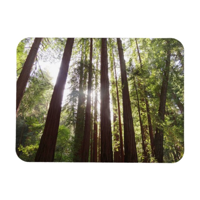 Bis zum Redwoods am Morgen Magnet (Horizontal)
