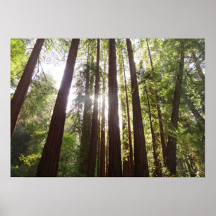 Bis zum Redwoods am Morgen Poster