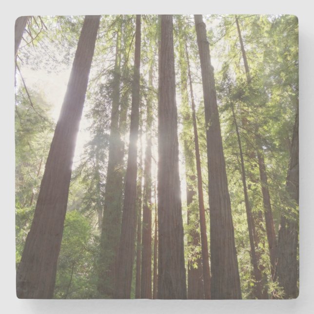 Bis zum Redwoods am Morgen Steinuntersetzer (Vorderseite)