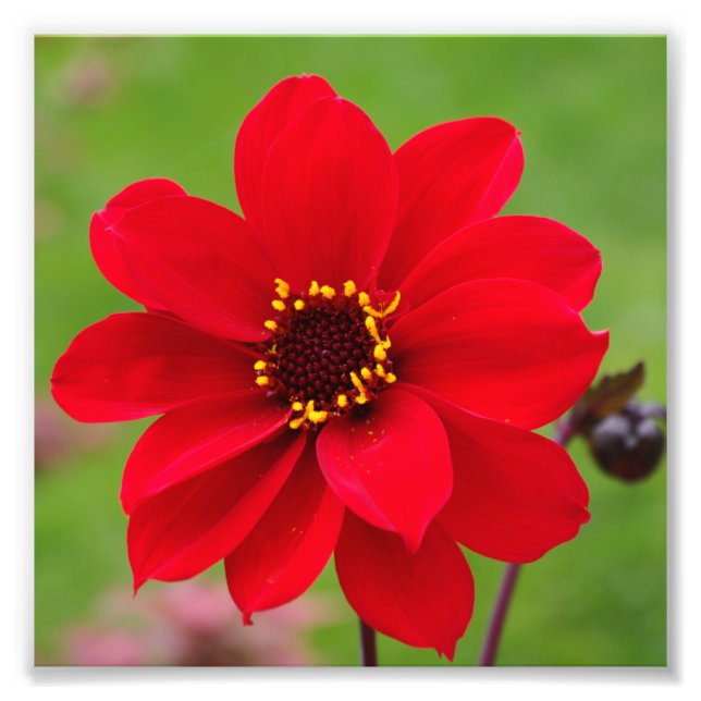 Bischof von Llandaff Dahlia Fotodruck (Vorne)