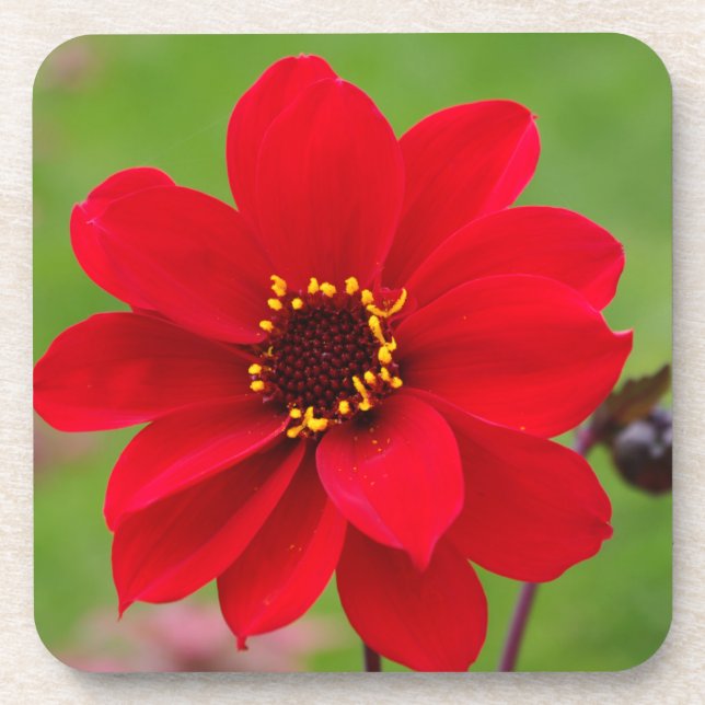 Bischof von Llandaff Dahlia Getränkeuntersetzer (Vorderseite)