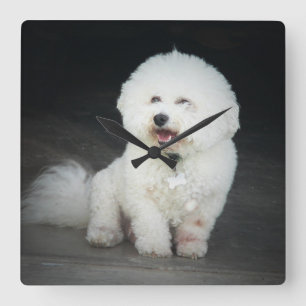 Bischon Frise Wall Clock Quadratische Wanduhr