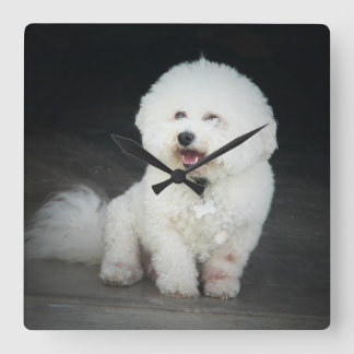 Bischon Frise Wall Clock Quadratische Wanduhr