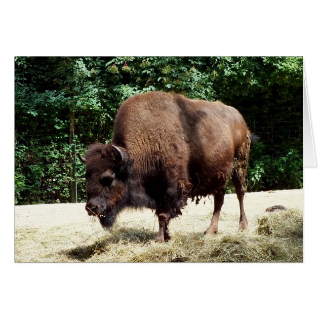 Bison (Vorderseite (Horizontal))