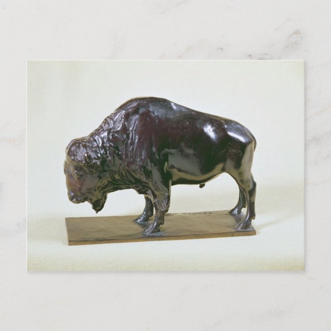 Bison, 1907 postkarte (Vorderseite)