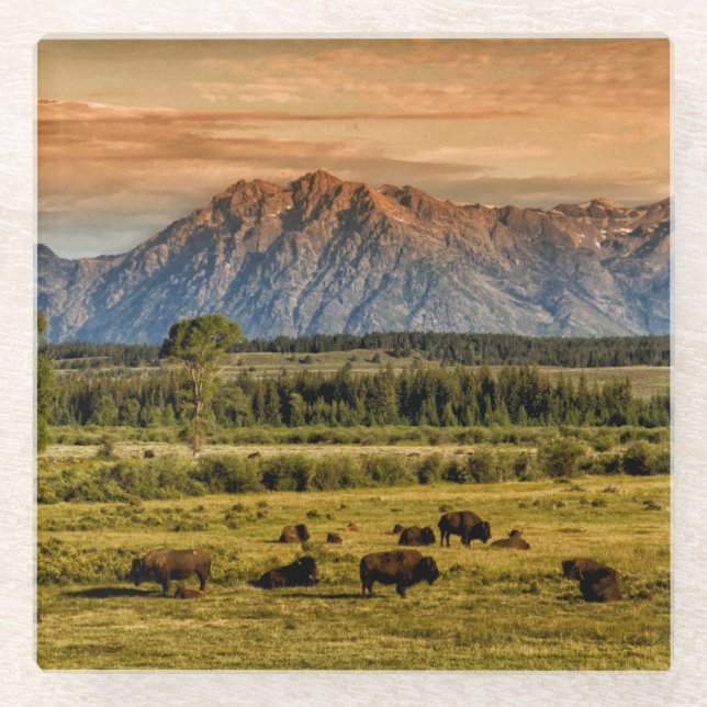Bison am Sonnenaufgang Glasuntersetzer (Vorderseite)