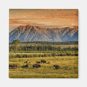 Bison am Sonnenaufgang Magnet
