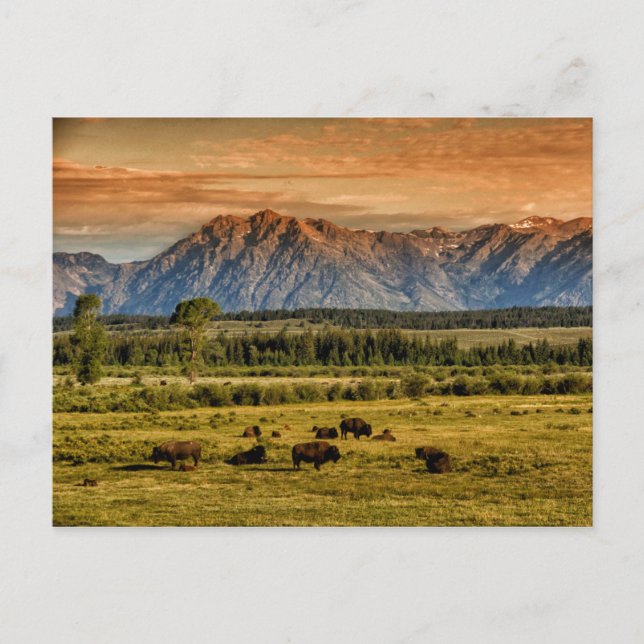 Bison am Sonnenaufgang Postkarte (Vorderseite)