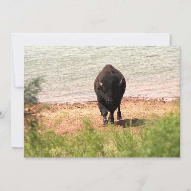 Bison am Wasser Mitteilungskarte (Vorderseite)