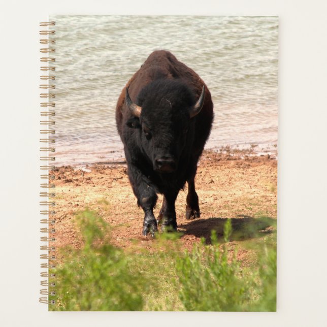 Bison am Wasser Planer (Vorderseite)