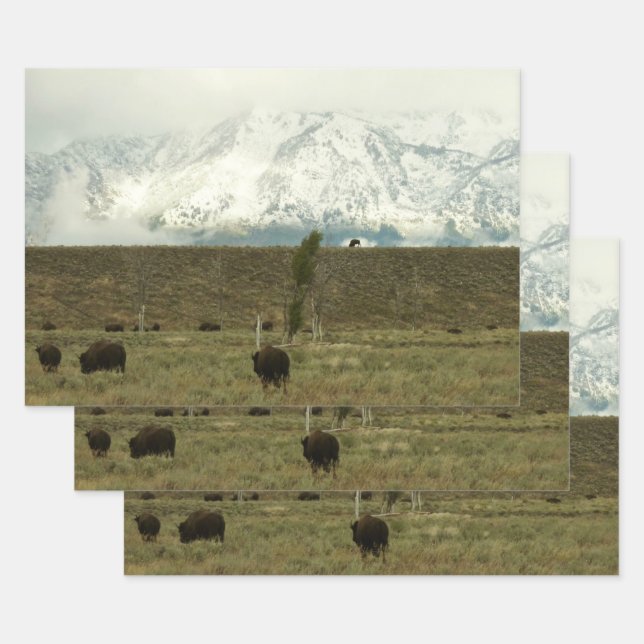 Bison at Grand Teton Nationalpark Fotografie Geschenkpapier Set (Set)