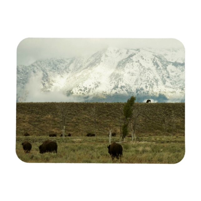Bison at Grand Teton Nationalpark Fotografie Magnet (Horizontal)