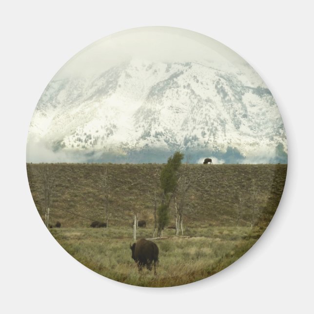 Bison at Grand Teton Nationalpark Fotografie Magnet (Vorne)
