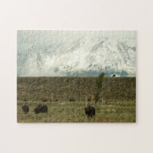 Bison at Grand Teton Nationalpark Fotografie