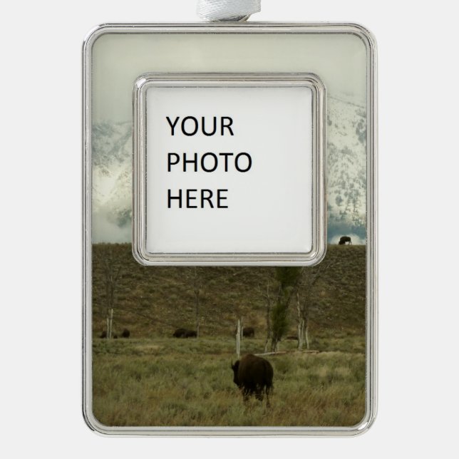 Bison at Grand Teton Nationalpark Fotografie Rahmen-Ornament Silber (Vorderseite)