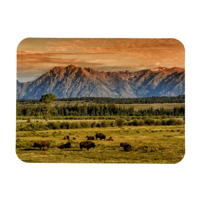 Bison at Sunrise Magnet (Horizontal)