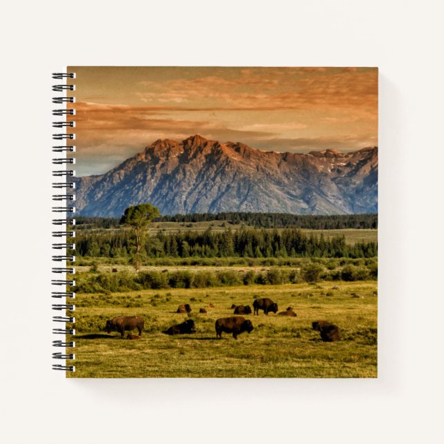 Bison at Sunrise Notizbuch (Vorderseite)