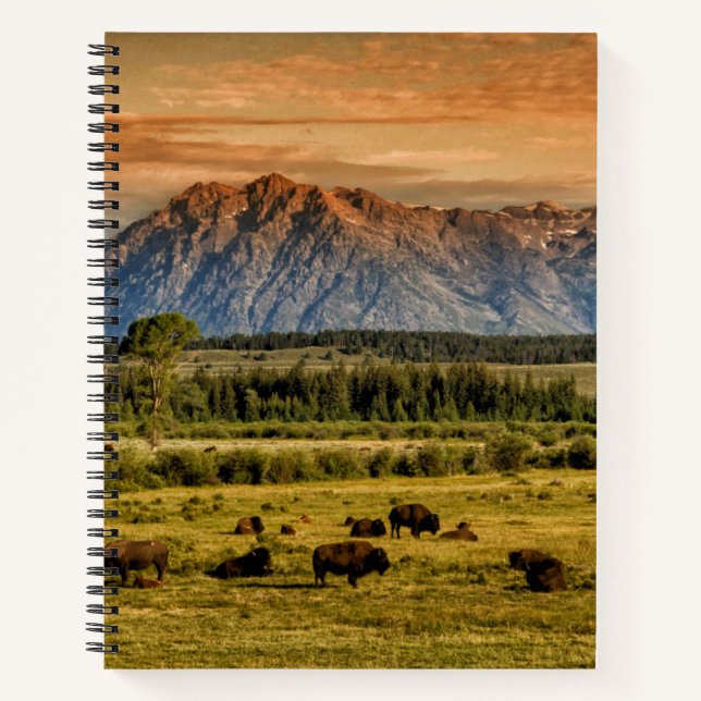 Bison at Sunrise Notizbuch (Vorderseite)