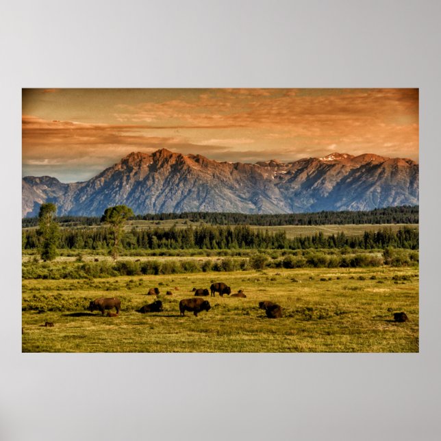 Bison at Sunrise Poster (Vorne)
